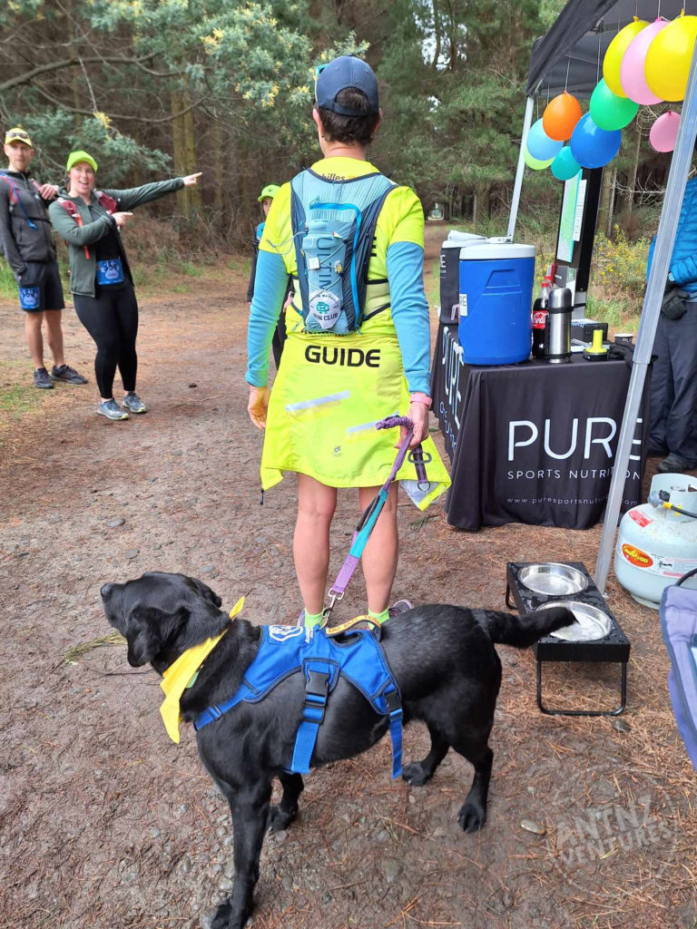 A pic of ADNZ Raven and Wendy, Achilles guide at the first, aid station. Raven is wearing her blue working harness and yellow bandana and is standing with her tail wagging. Wendy is facing away from the camera wearing a bright yellow tshirt under her running pack. Wendy has tied her yellow jacket around her waist so "Guide" can be clearly seen below her pack. The background is a pine forest with someone pointing to the right of the frame, towards the track.