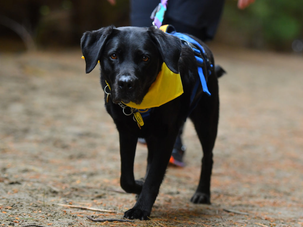 A close up of ADNZ Raven, a black Labrador. she is walking, focused on the camera and her ears slightly raised. She is wearing her blue harness and a yellow bandana